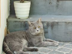 -猫岛主趣味餐厅(鼓浪屿店)