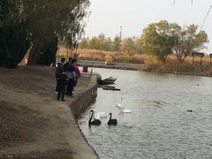 -盐城丹顶鹤湿地生态旅游区
