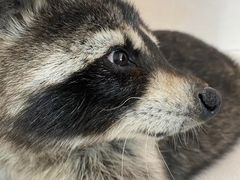 -浣熊柯尔鸭土拨鼠·电玩咖