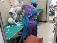 -北京观赏动物医院·24小时大型综合·猫专科·异宠专科