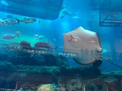 -迪拜水族馆及水下动物园