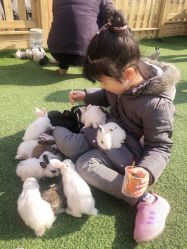 -萌宠亲子动物乐园(槐房万达店)