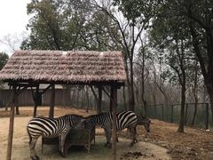 -合肥野生动物园