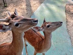 -合肥滨湖国家森林公园