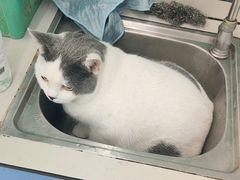 -瑞派动物医院·猫专科·至诚(江南中分院)