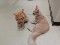 -藏猫猫咖啡主题馆(中央大道店)