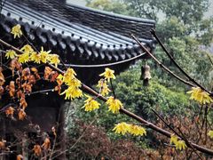 -慧因高丽寺