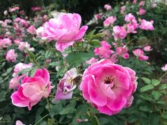 -人民公园(罗湖区)