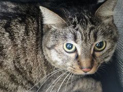 -纳吉亚猫专科动物诊疗中心(蒋宅口分院)