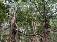 -中国科学院西双版纳热带植物园