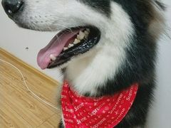 -汪星球宠物生活馆