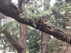 -七曲山风景区