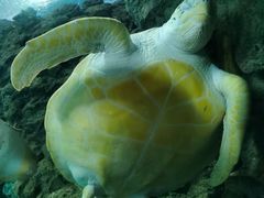 -上海海洋水族馆