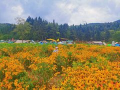 -武陵山森林公园