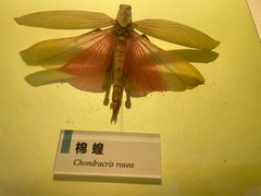 -国家自然博物馆