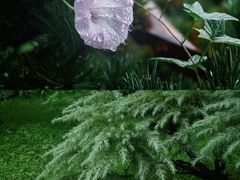 -杭州植物园