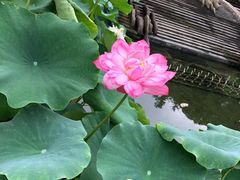 -南山植物园