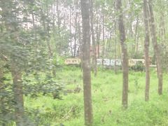 -合肥滨湖国家森林公园