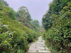 -桃花岭景区