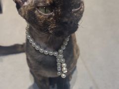 -琪喵猫屋·撸猫猫咖·猫舍