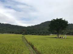 -艾米稻香小镇