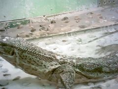 -上海大自然野生昆虫馆(东方明珠·爬宠昆虫探索中心)