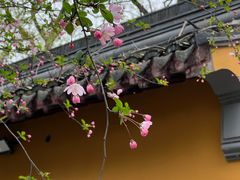 -龙华素斋(龙华路店)