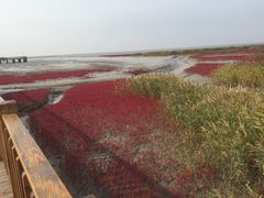 -红海滩国家风景廊道