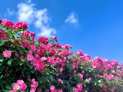 -悦见花开·花园里的火锅·露营·下午茶