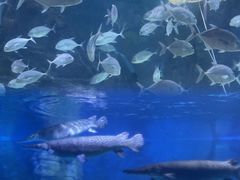 -烟台海昌鲸鲨海洋公园