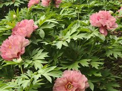 -洛阳市隋唐城遗址植物园