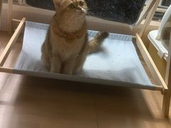 -唐小姐の私宠·宠物洗护美容·撸猫馆·购宠(周浦万达旗舰店)