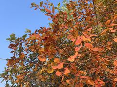 -北京西山国家森林公园