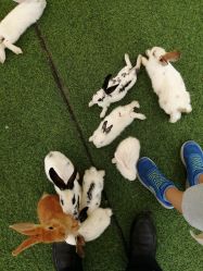 -萌宠亲子动物乐园(槐房万达店)