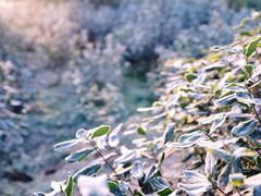 -东山风景区(洞庭东山)