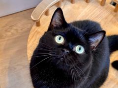 -有喵·猫咖·狗咖·30几只猫10只小狗(岗厦店)