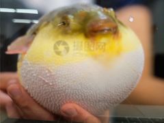 -沈灶河豚宴·河豚融合餐厅(汉中路店)