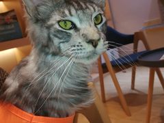 -Pets First伊珊娜洗护·精致美容·家庭式寄养(新会路店)