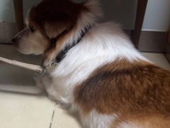 -宠福鑫动物医院(城北分院)