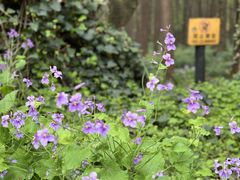 -上海共青森林公园