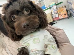 -汪喵宠物医院·骨科心脏影像·犬猫急重症ICU诊疗中心(成华分院)