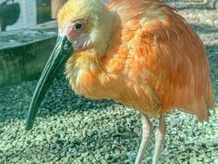 -青藏高原野生动物园