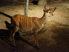 -清迈夜间动物园