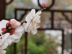 -梅花山(明孝陵内)