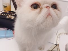 -豆老板的猫咖啡(碑林博物馆店)