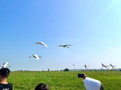 -盐城丹顶鹤湿地生态旅游区
