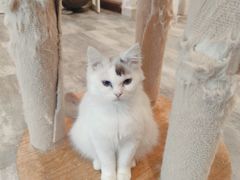 -楼上猫咖(罗湖店)