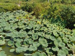 -军山湖云水间生态农业旅游景区