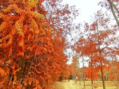 -上海海湾国家森林公园