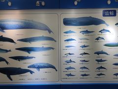 -上海海洋大学鱼文化博物馆(军工路校区)